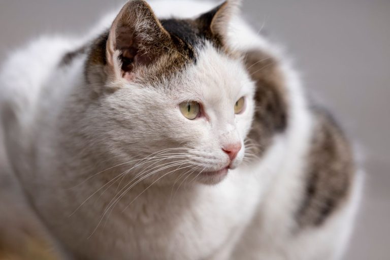Chat constipé : symptômes et traitements
