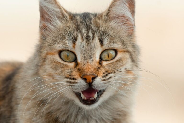 Chat qui miaule beaucoup : pourquoi et que faire