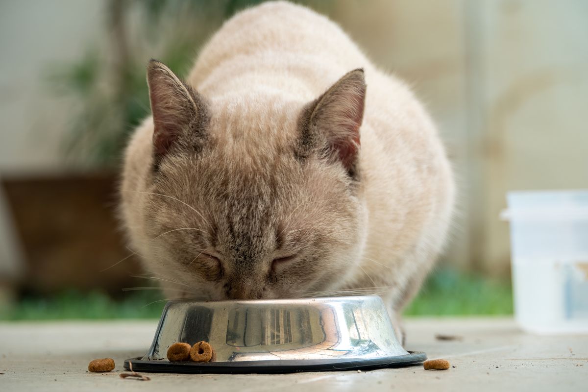Chat qui ne mange plus : que faire ?