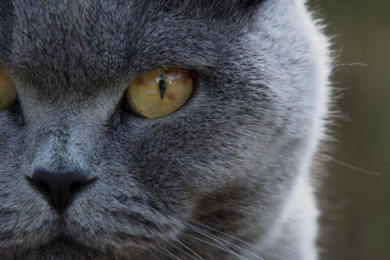 Chat qui tousse : causes et traitements