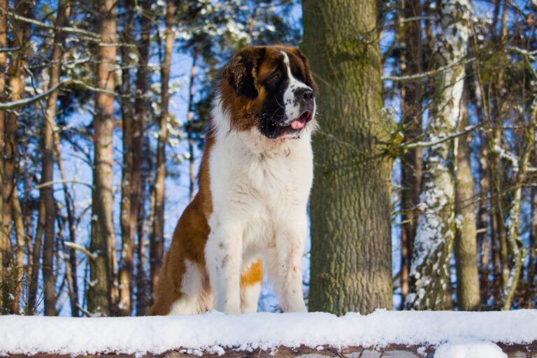 Chien de sauvetage montagne : héros à quatre pattes au service de la sécurité