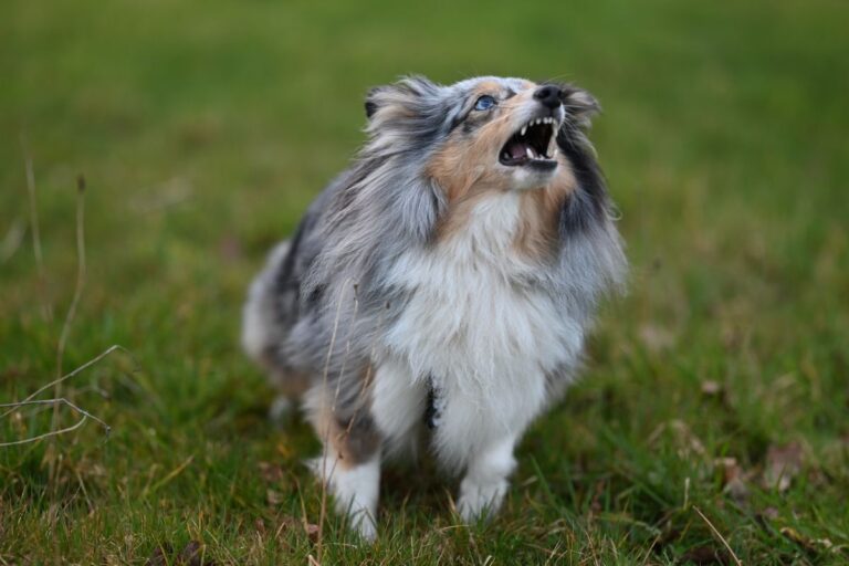 Chien qui aboie : causes et solutions