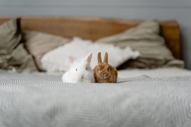 Comment dort un lapin : comprendre le sommeil de votre compagnon à grandes oreilles