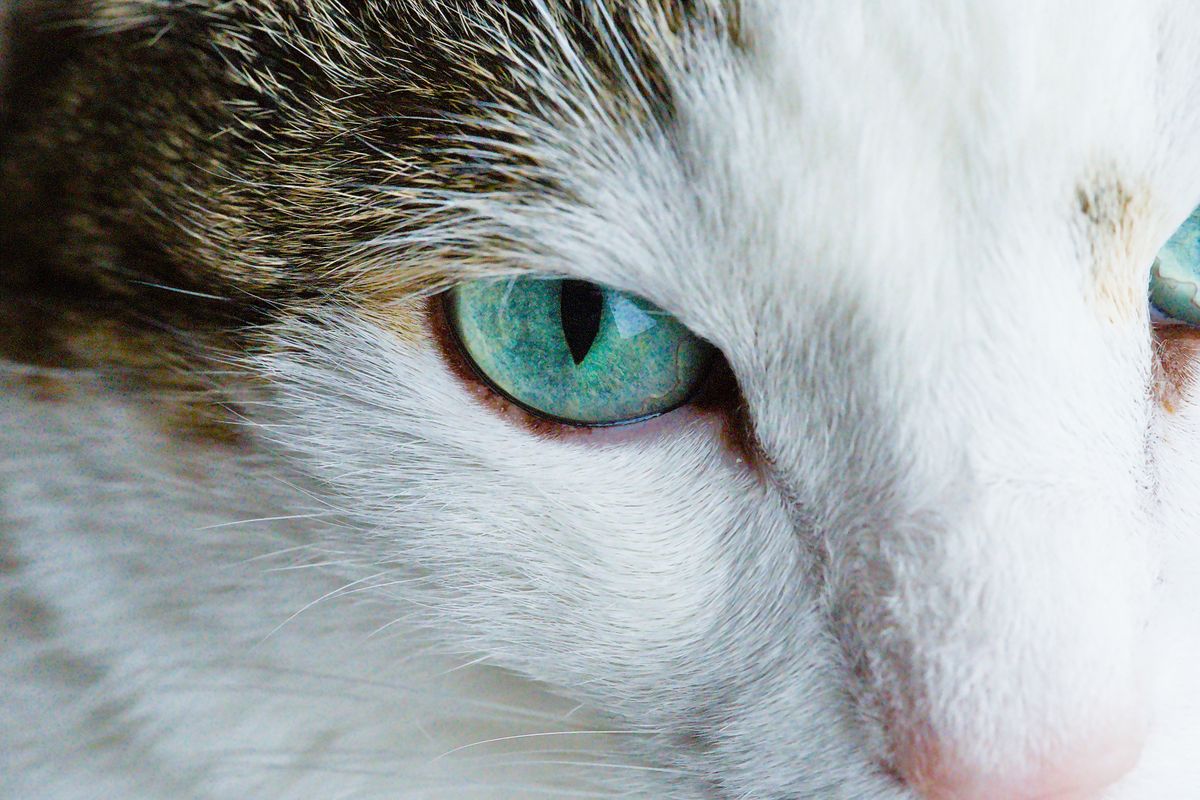 Conjonctivite du chat : causes et traitement