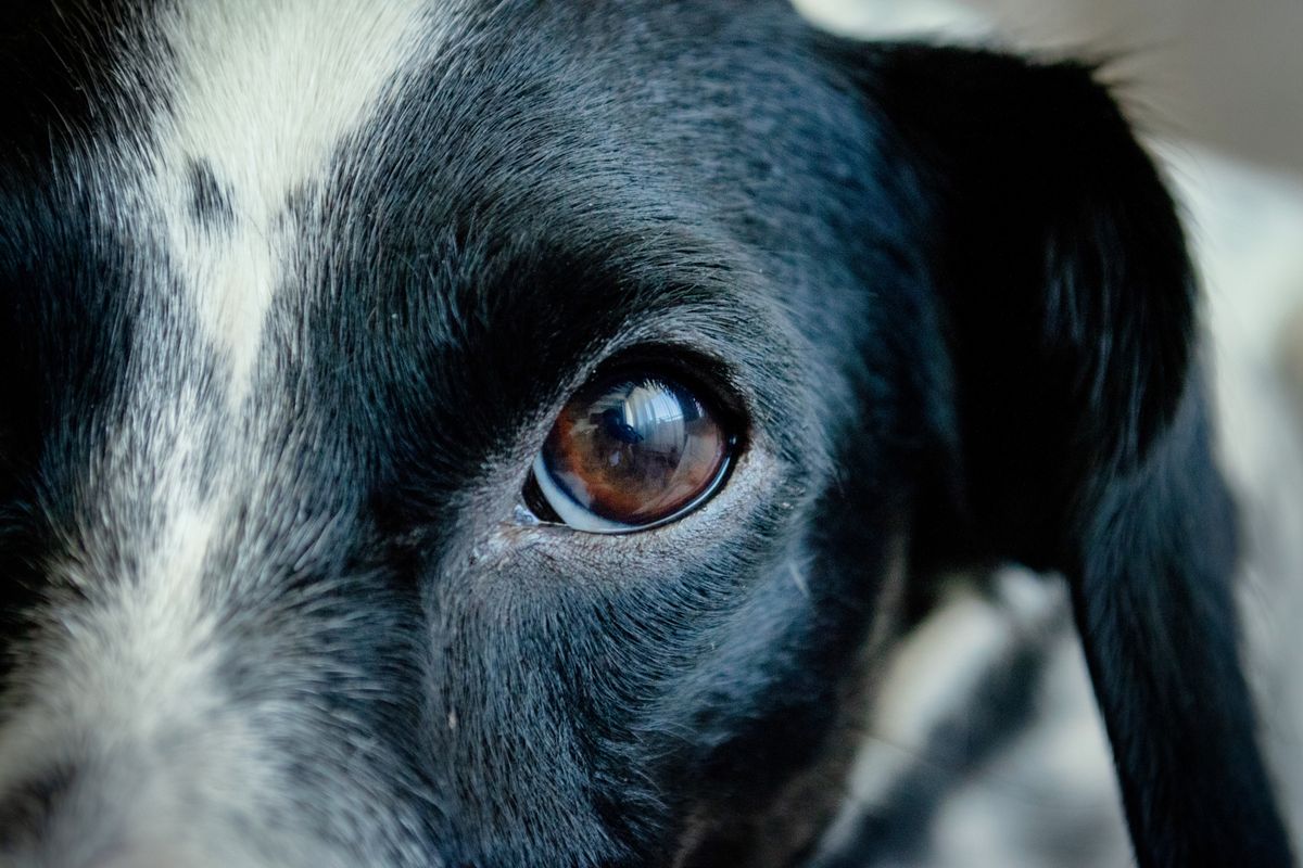 Conjonctivite du chien : symptômes et traitement