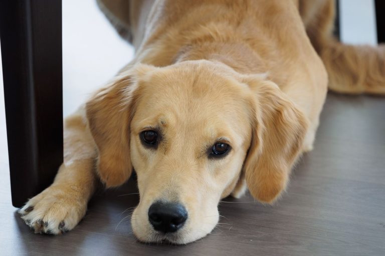 Constipation chez le chien : causes et solutions