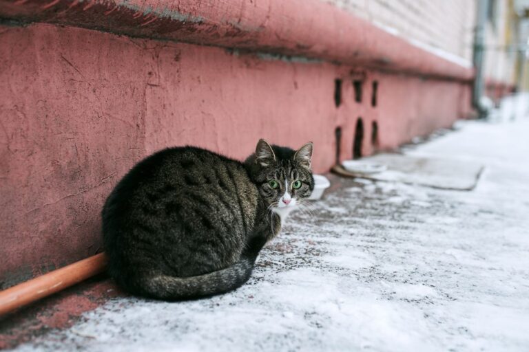 Est-ce que les chats ont froid ? Comprendre et protéger votre compagnon