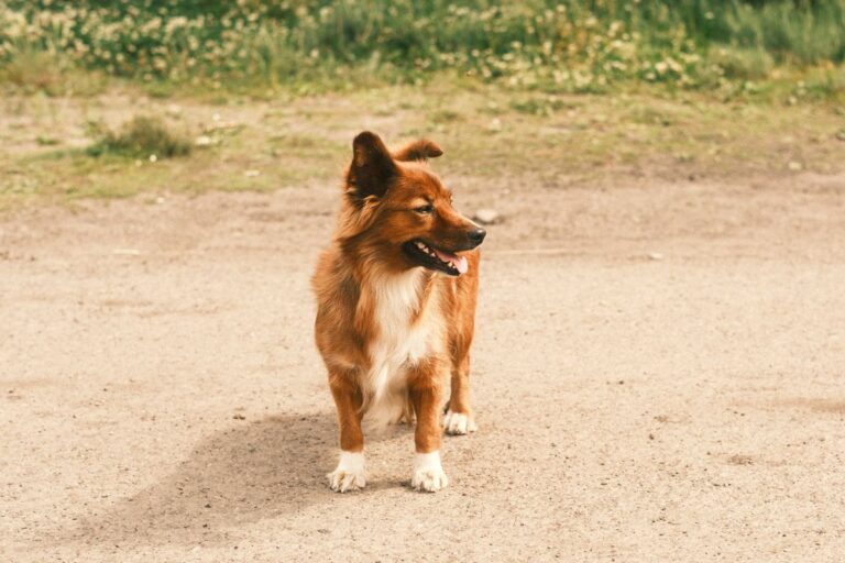 Fraise pour les chiens : bienfaits, risques et conseils pratiques