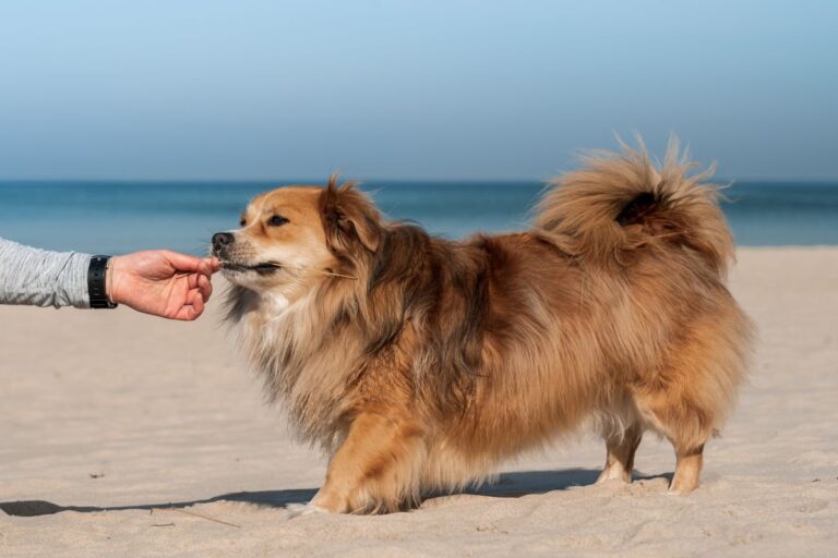 Fruits autorisés pour le chien : la liste complète