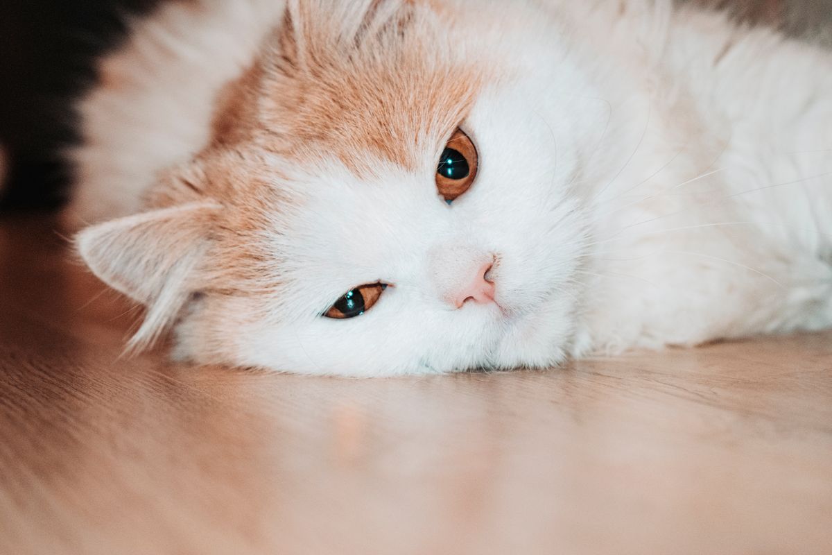 Insuffisance rénale du chat : signes et espérance de vie