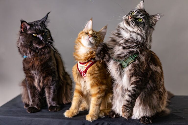 Maine Coon : le guide complet