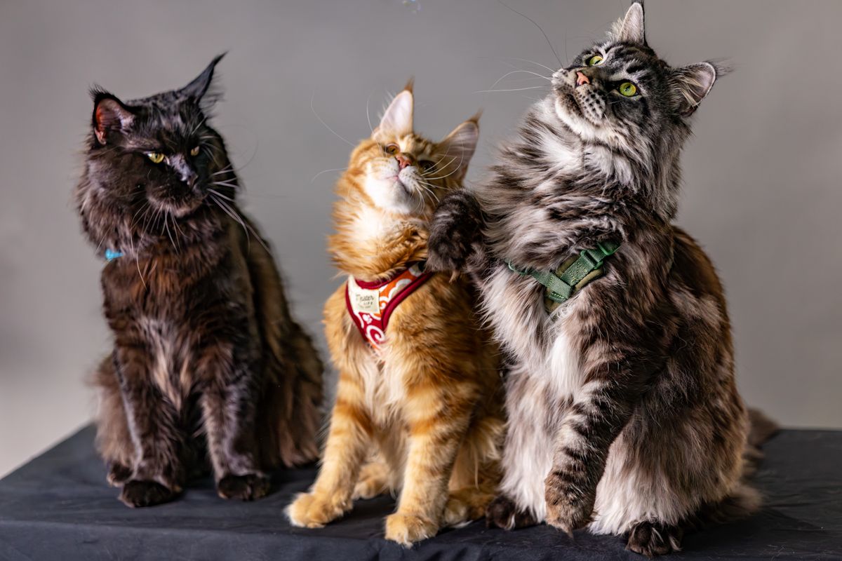 Maine Coon : le guide complet