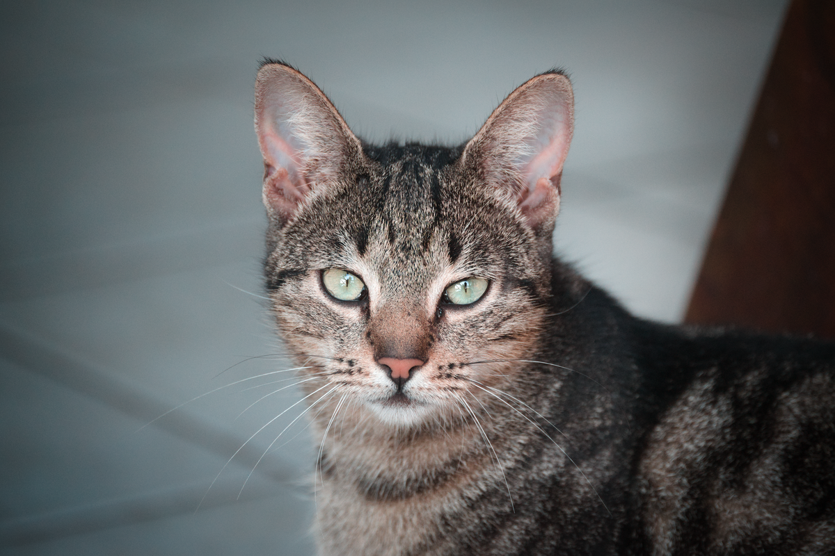 Otite du chat : symptômes et traitement