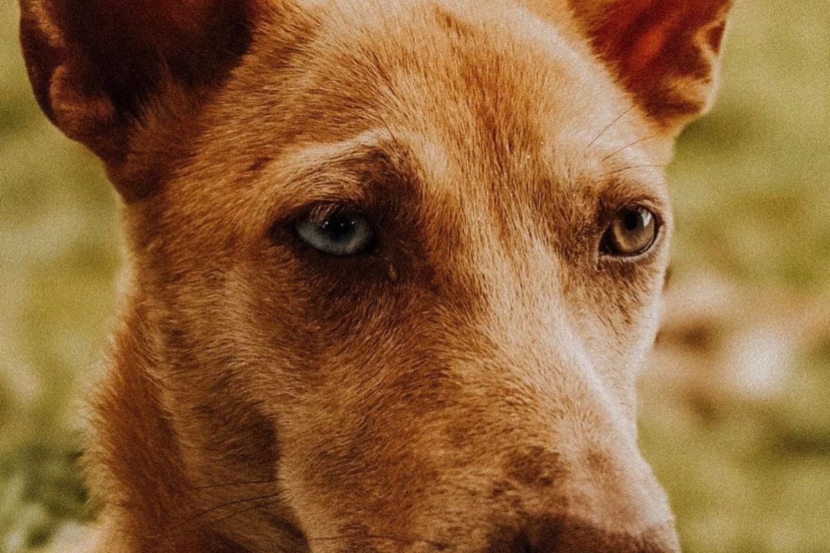Otite du chien : symptômes et traitement - Qu’est-ce que l’otite du chien ?
