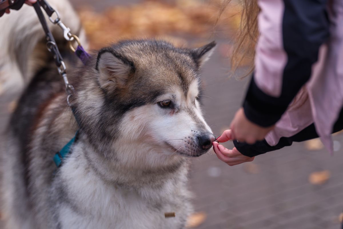 Peut-on donner du fromage à un chien ? Risques, bienfaits et conseils pratiques