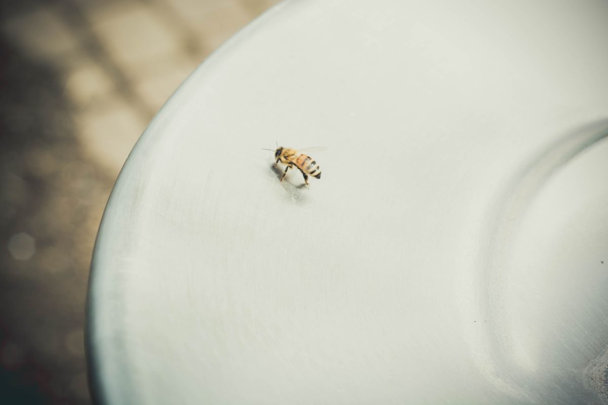 Piqûre d’abeille chez le chat : que faire ?