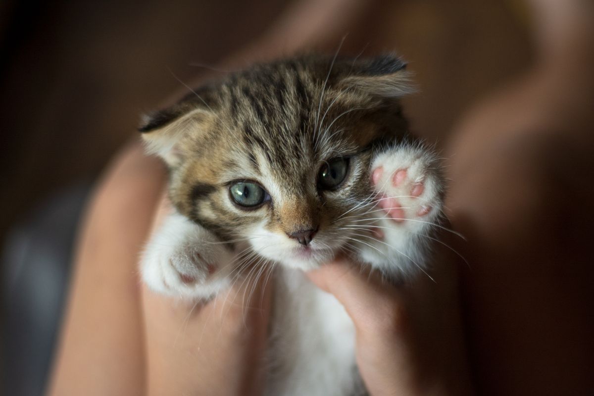 Pourquoi mon chat me mord ? Comprendre et agir face aux morsures de son félin