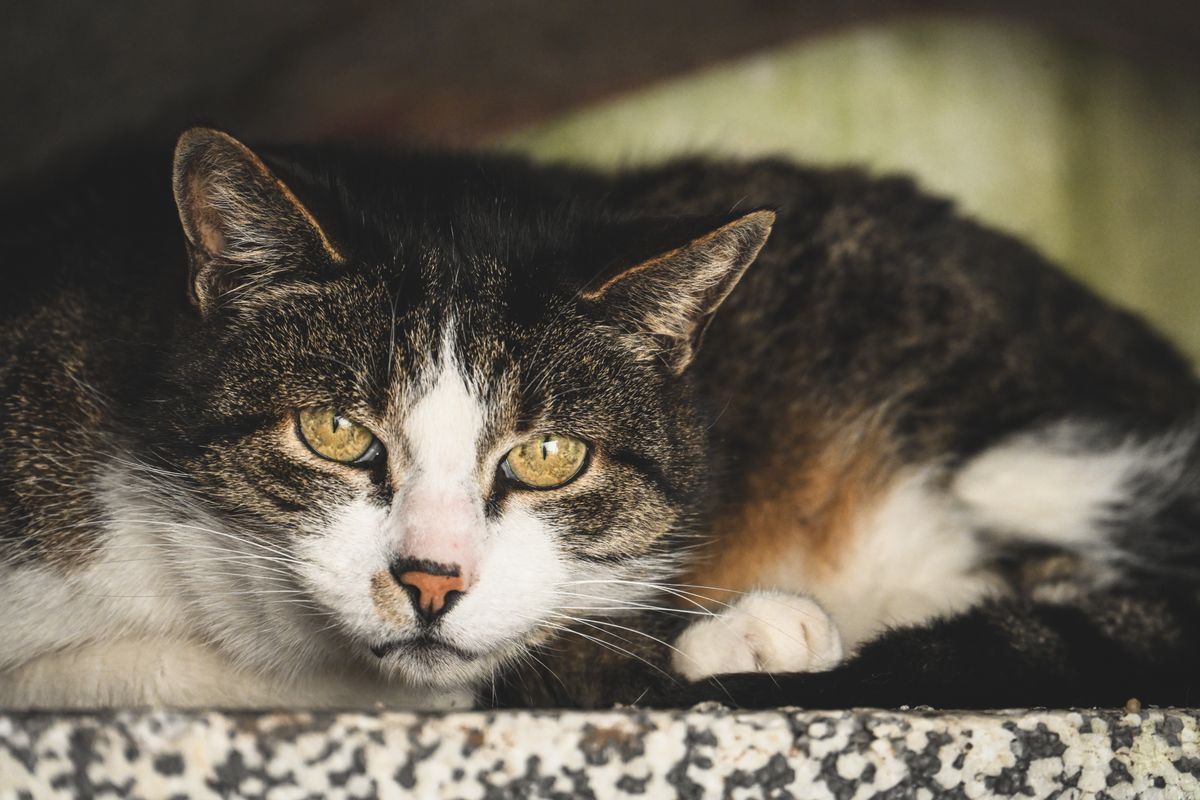 Pourquoi mon chat ronronne-t-il ?