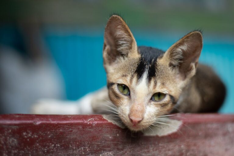 Prénom chat en 2026 : idées et inspirations