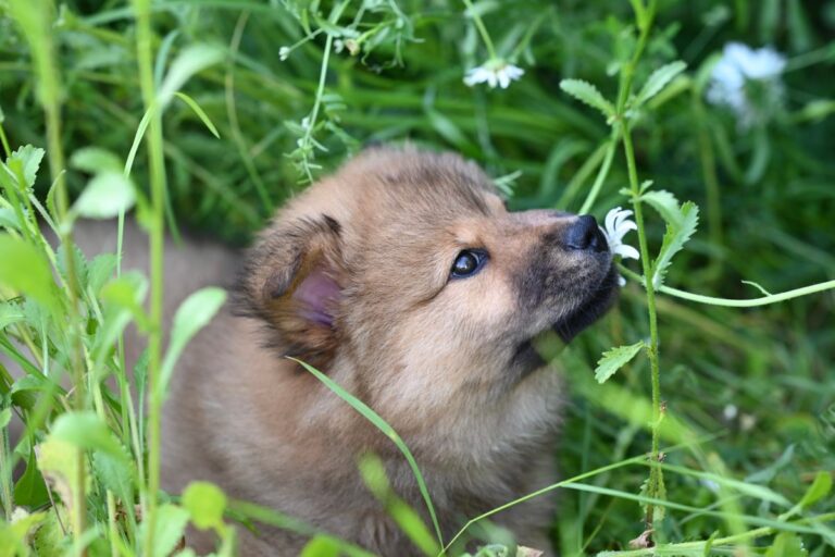 Prénom chien en Q : idées et inspirations