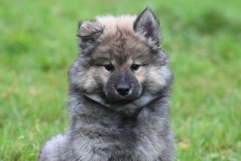 Prénom chien en R : idées et inspirations