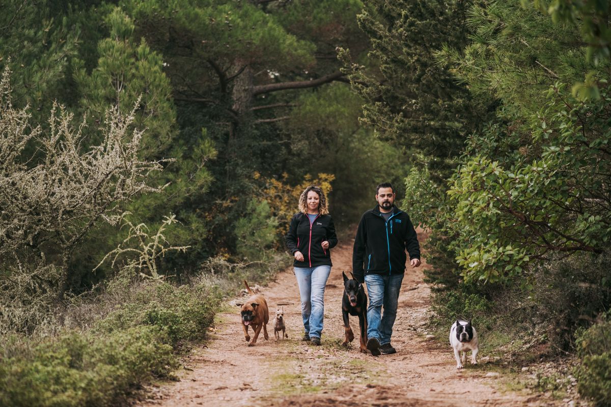 Promenade du chien : combien de temps après le repas ?