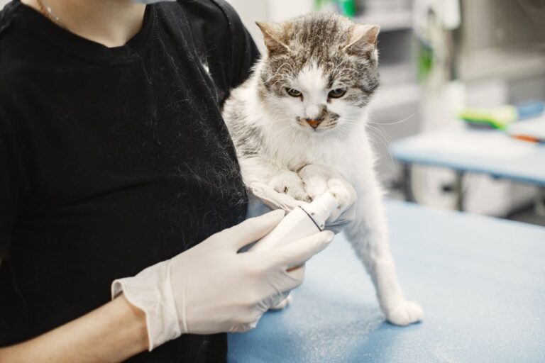 Coryza du chat : symptômes, traitement et prévention