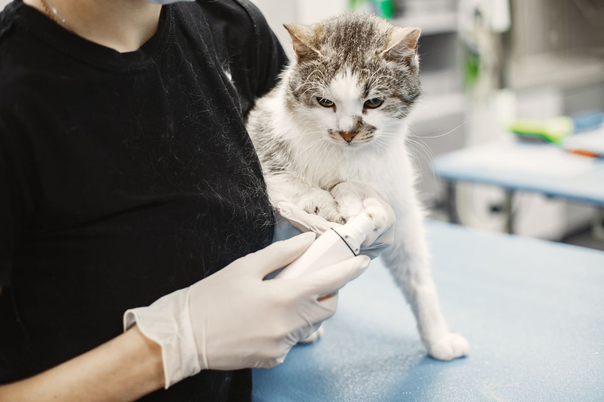 Coryza du chat : symptômes, traitement et prévention