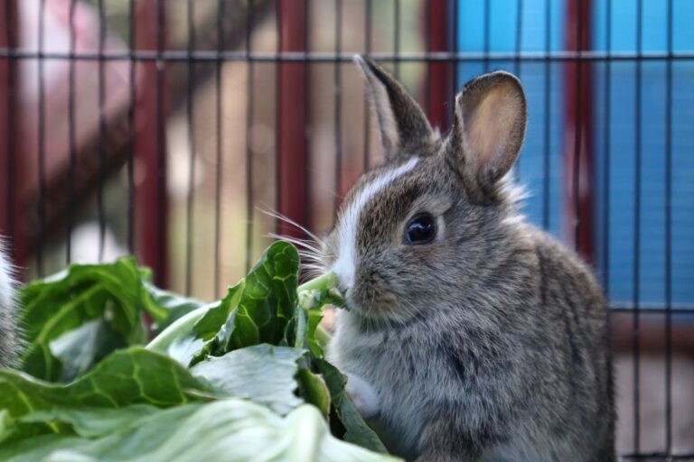 Que peut manger un lapin : fruits et légumes