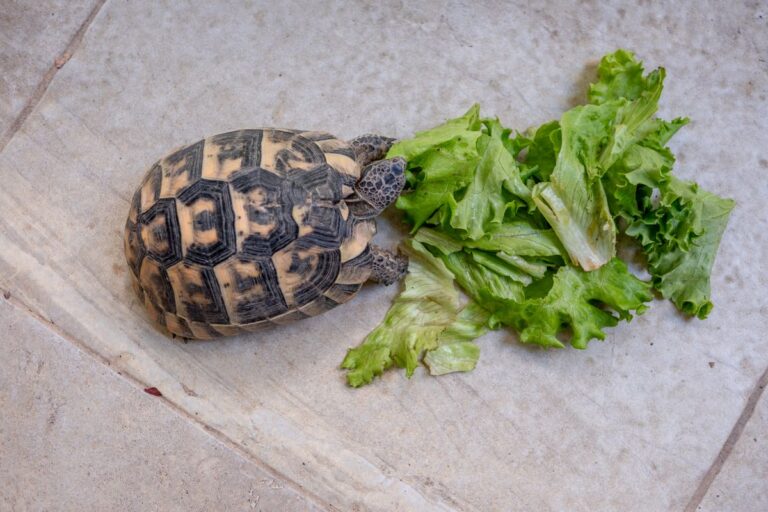 Salade pour tortue : conseils, choix et précautions pour bien nourrir votre compagnon