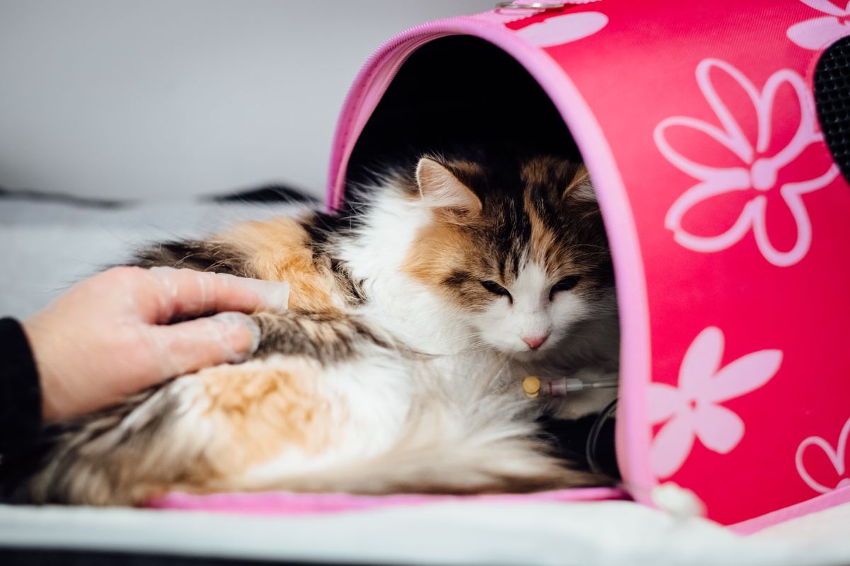 Teigne du chat : symptômes et traitement