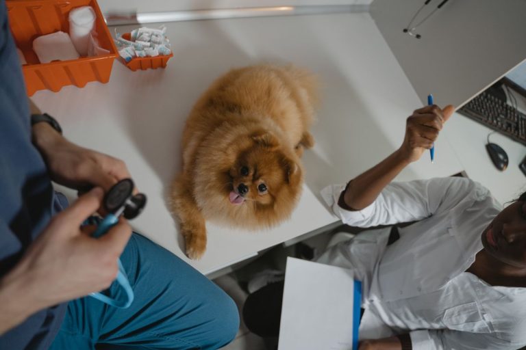 Teigne du chien : symptômes et traitement