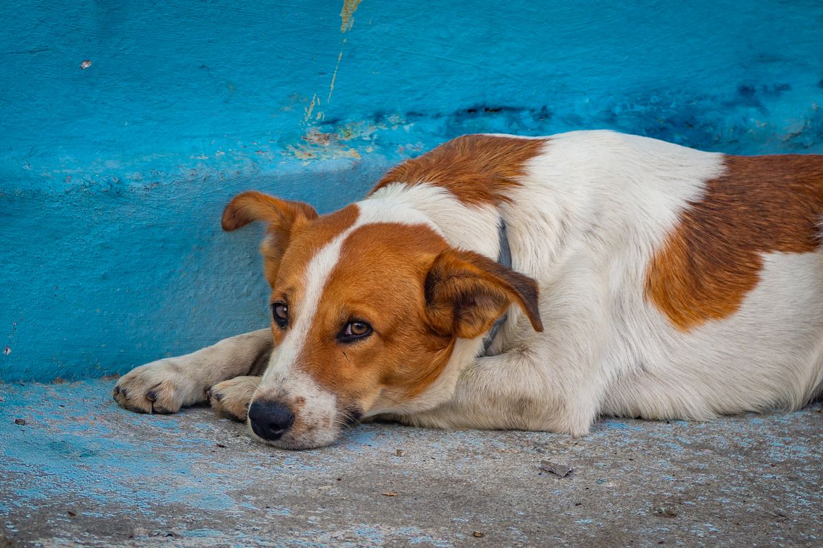 un chien peut il mourir de tristesse - La tristesse et le deuil chez le chien : mythe ou réalité ?