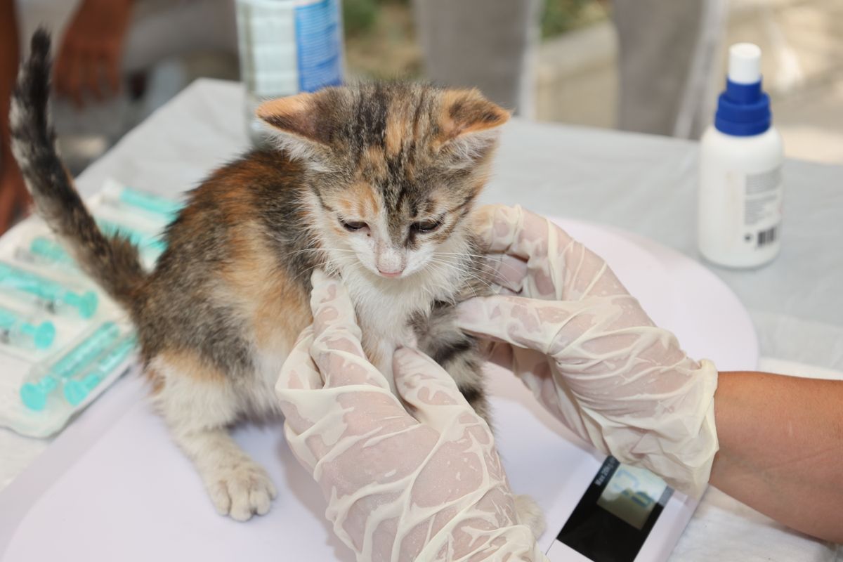 Vaccin du chat : calendrier complet - Pourquoi vacciner son chat tout au long de sa vie ?