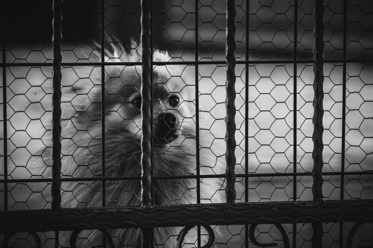 Anxiété de séparation du chien : que faire pour l’aider durablement ?