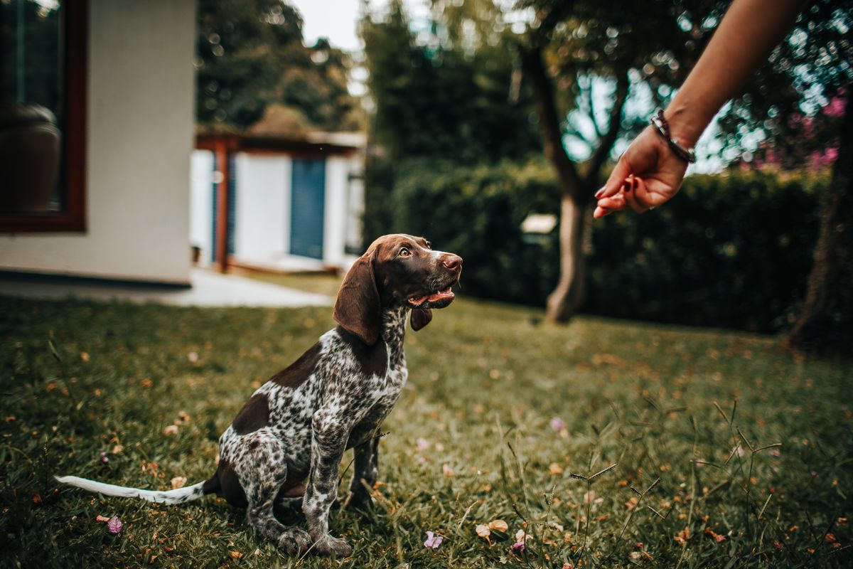 Apprendre le rappel à son chien : méthode simple et efficace