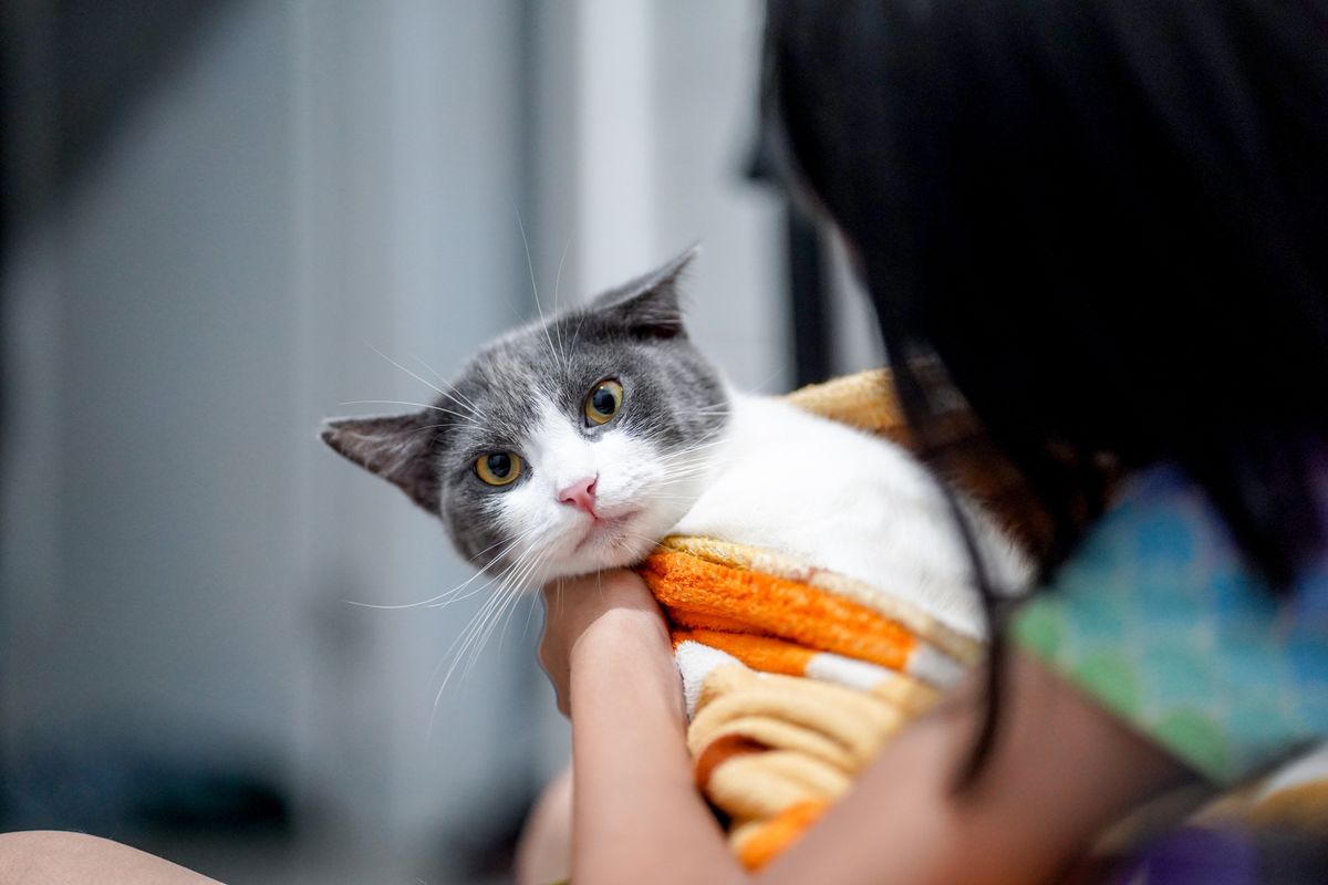 Chat et bébé : précautions et conseils pour une cohabitation sereine
