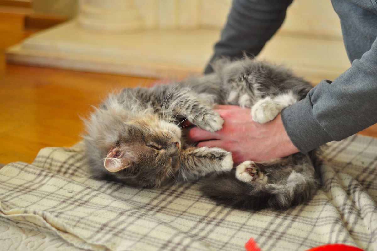Chat stressé : signes et solutions apaisantes