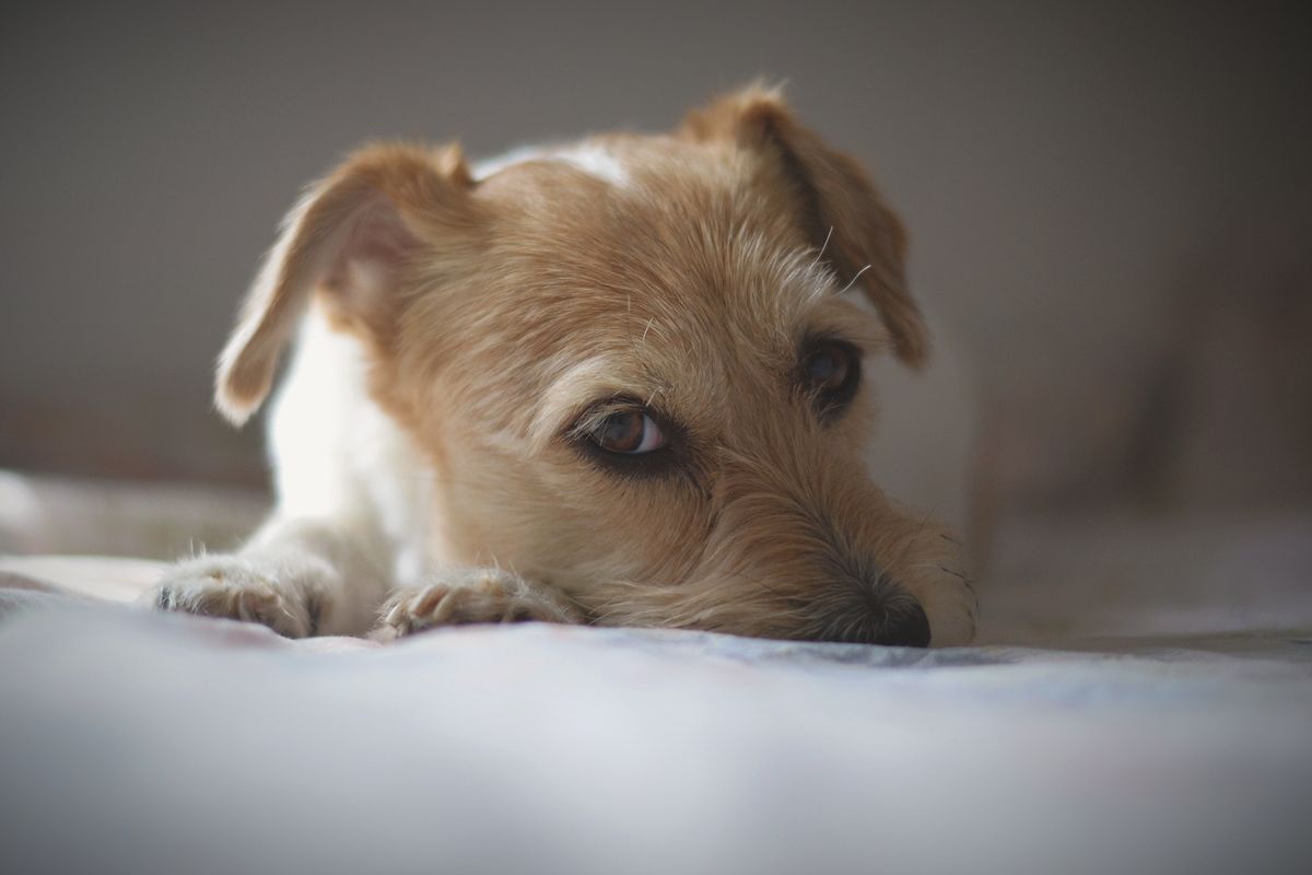Chien qui a peur de l’orage : comment l’apaiser efficacement ?