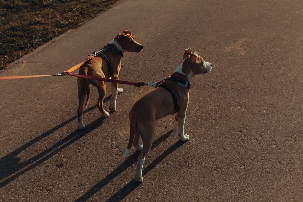 Chien qui tire en laisse : exercices efficaces pour des promenades sereines