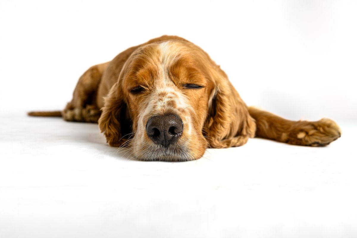 Diabète du chien : signes, diagnostic et prise en charge