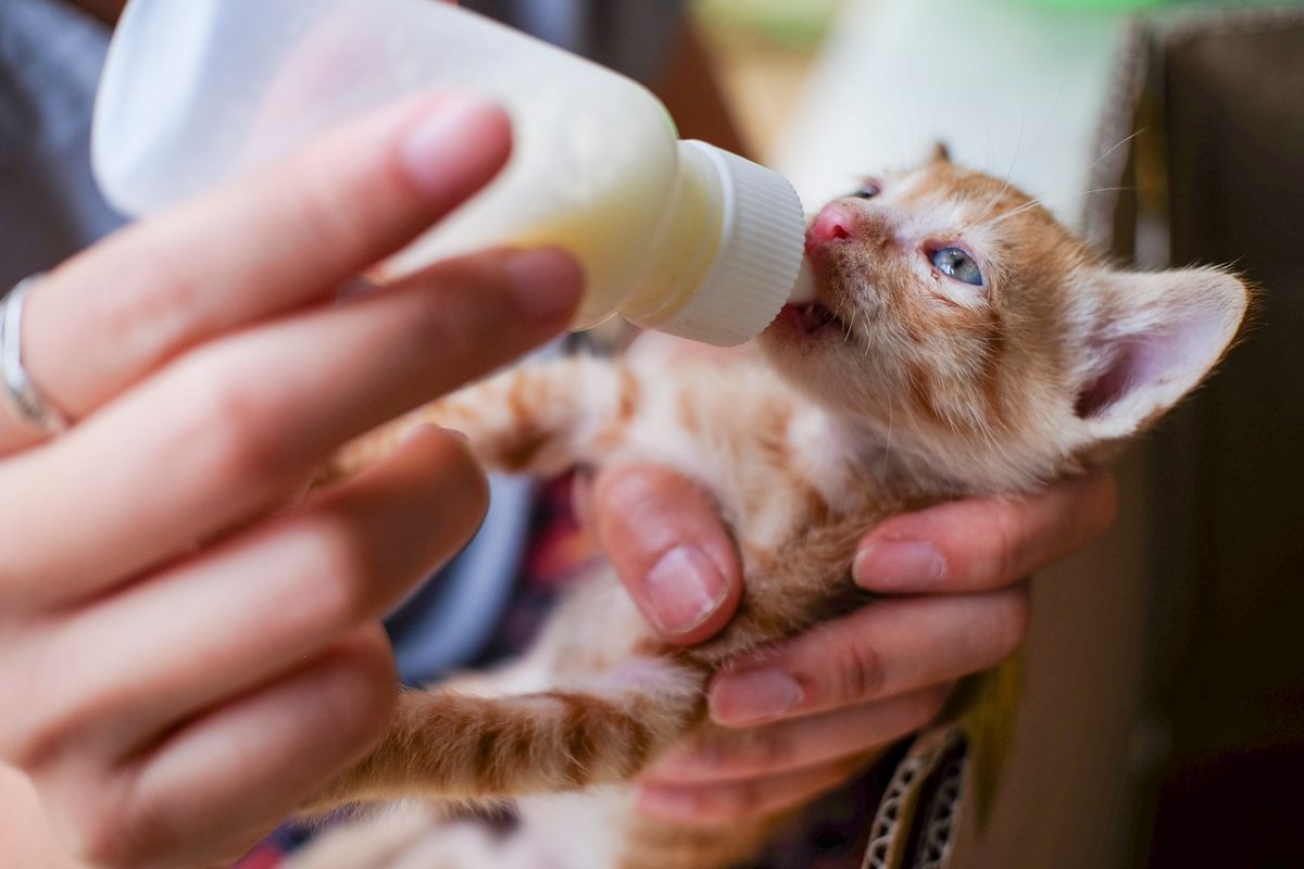Nourrir un chaton orphelin au biberon : guide pratique et conseils vétérinaires