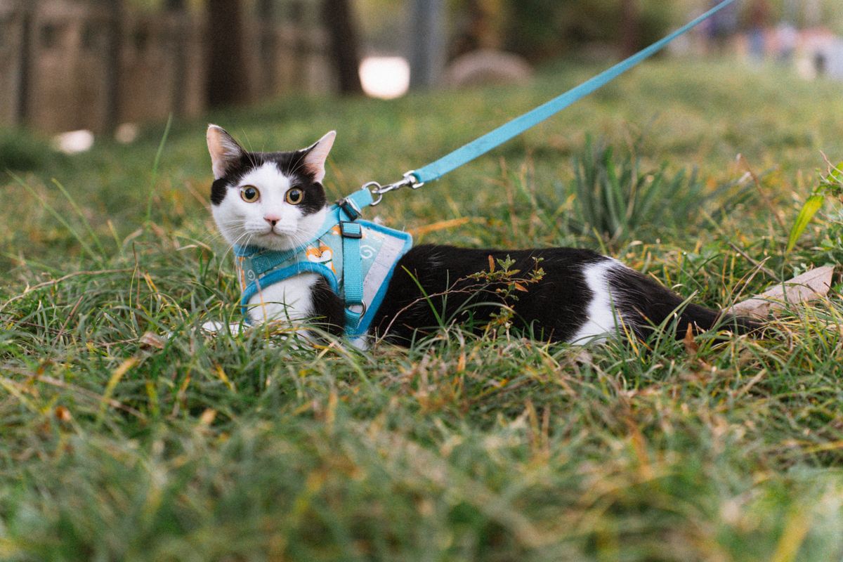 Promener son chat en harnais : les bons réflexes