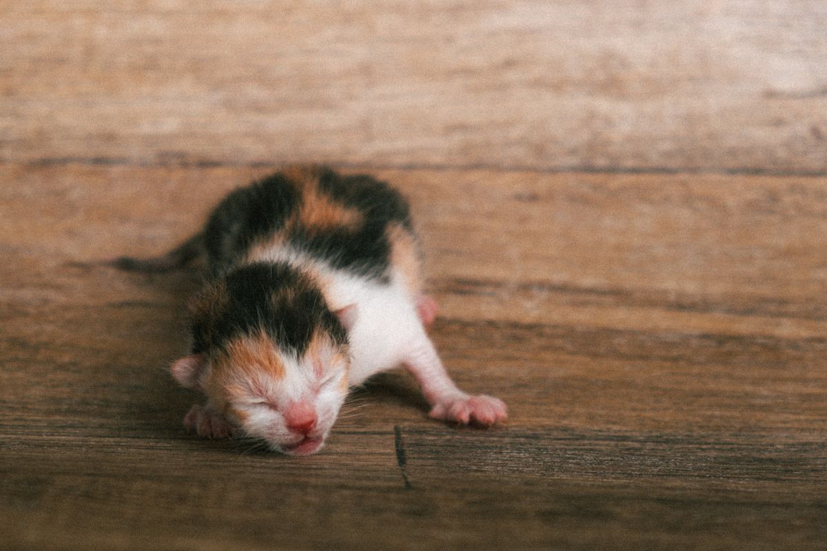 Sevrage du chaton : âge, étapes et conseils pratiques